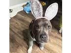Poppy, American Staffordshire Terrier For Adoption In San Diego, California