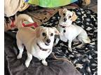 Sierra, Dachshund For Adoption In Corona, California