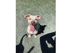 Jerry, Dachshund For Adoption In Midway City, California