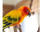 Spicy, Conure For Adoption In Ballwin, Missouri