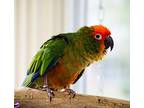 Tango, Conure For Adoption In Ballwin, Missouri