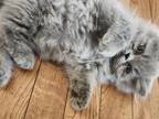 Belle Gray Persian