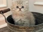 Silver Shaded Persians