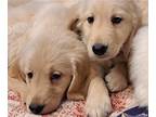 Golden Retriever PUPPY FOR SALE ADN-811489 - Golden Retriever Pups