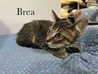 Brea Domestic Shorthair Kitten Female