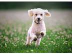 Nick Poodle (Miniature) Young Male