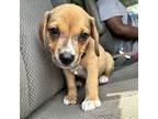 Harrison Hound (Unknown Type) Puppy Male
