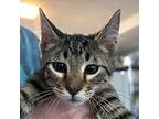 Lenora Domestic Shorthair Kitten Female