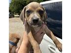 Ronald Dover Hound (Unknown Type) Puppy Male