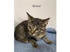 Bristol Domestic Shorthair Kitten Female