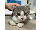 Hubba Bubba Domestic Shorthair Kitten Male