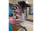 Bart Domestic Shorthair Kitten Male