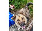 Cunningham German Shepherd Dog Puppy Female