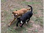 Gabby Boxer Puppy Female