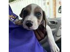 Peter John Hound (Unknown Type) Puppy Male
