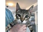 Leanne Domestic Shorthair Kitten Female