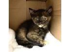 Jyn Domestic Shorthair Kitten Female