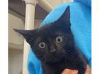 Belle Domestic Shorthair Kitten Female