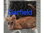 GARFIELD Domestic Mediumhair Kitten Male