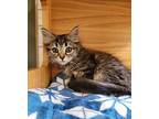 Squirt Domestic Mediumhair Kitten Male