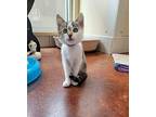 Betty Domestic Shorthair Kitten Female