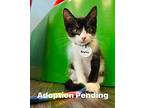 Bowtie Domestic Shorthair Kitten Male