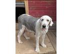 Minnie Old English Sheepdog Adult Female
