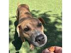 Bacon* Border Terrier Adult Female