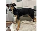 Maggie Catahoula Leopard Dog Puppy Female