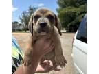 Jimmie Jim Hound (Unknown Type) Puppy Male