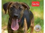 Sara Hound (Unknown Type) Puppy Female