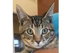 Roman Domestic Shorthair Kitten Male