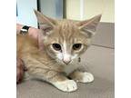 Urutu Domestic Shorthair Kitten Male