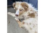Stretch Australian Shepherd Puppy Male