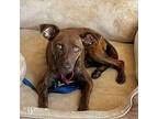 Calypso Jack Russell Terrier Adult Female