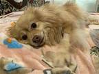 Tootsie Pomeranian Adult Female