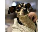 Ribbit Chihuahua Senior Female