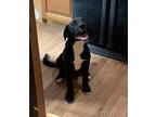 Simone Boxer Puppy Female