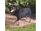 Roxie Rottweiler Adult Female