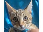 Han Domestic Shorthair Kitten Male