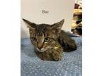 Baz Domestic Shorthair Kitten Male