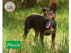 Macie German Shepherd Dog Young Female
