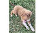 Ranger Australian Shepherd Puppy Male