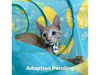 Nighthawk Domestic Shorthair Kitten Male