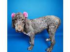 Pumpkin Poodle (Standard) Adult Female
