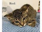 Bindi Domestic Shorthair Kitten Female