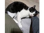 George (male) Domestic Shorthair Young Male