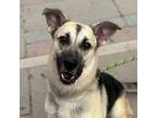 Alice* Shepherd (Unknown Type) Adult Female