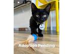Boris Domestic Shorthair Kitten Male
