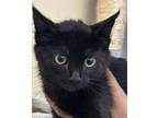 Tej Domestic Shorthair Kitten Male
